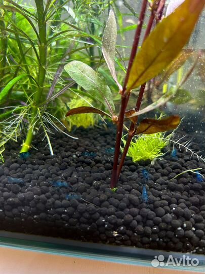 Креветки блю дрим