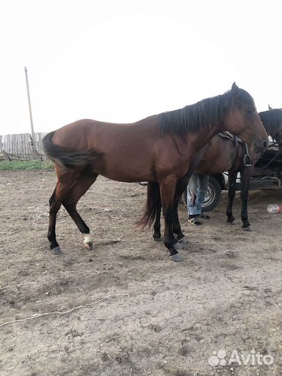 Полукровный жеребец