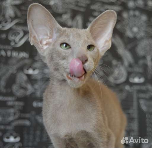 Ориентальные котята