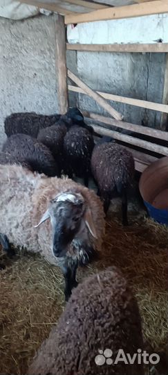 Баранчики дорпер