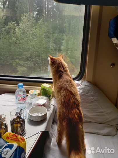 Рыжий кот Компот. В добрые руки