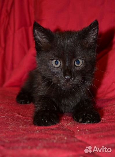 Шикарные, чёрные котята в дар