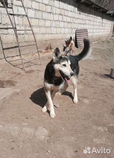 Собака в добрые руки