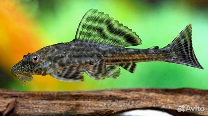 Плекостомус (Hypostomus plecostomus)
