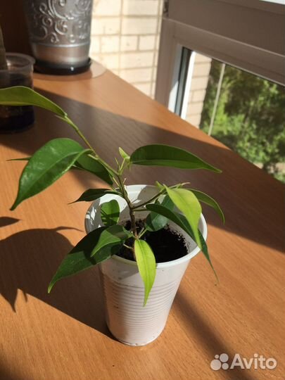 Комнатные цветы: драцена, толстянка, фикус бендж