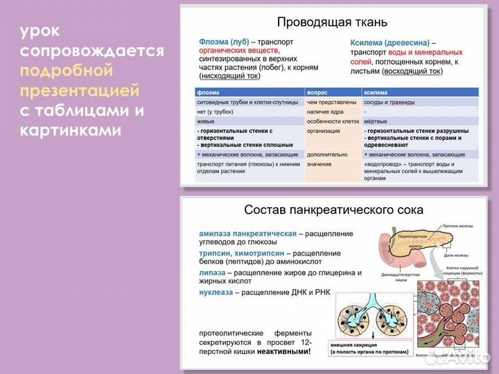 Репетитор по биологии
