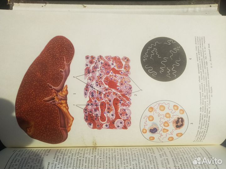 Большая медицинская энциклопедия 1958 года