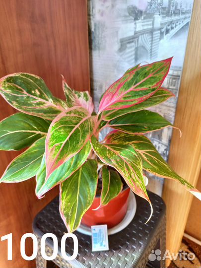 Аглаонема Аврора Сиам