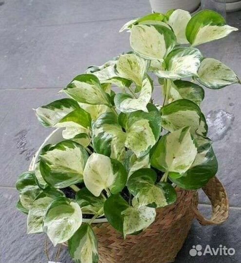 Эпипремнум хэппи лиф