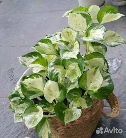 Эпипремнум хэппи лиф