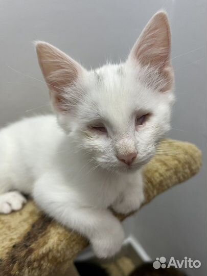 Особенный котенок мальчик