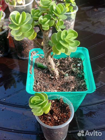 Портулака, портулакария,эониумы