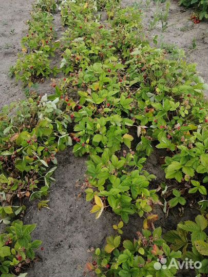 Ремонтантная земляника, клубника рассада