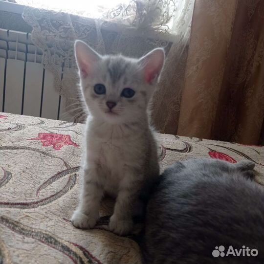 Котята шотландские