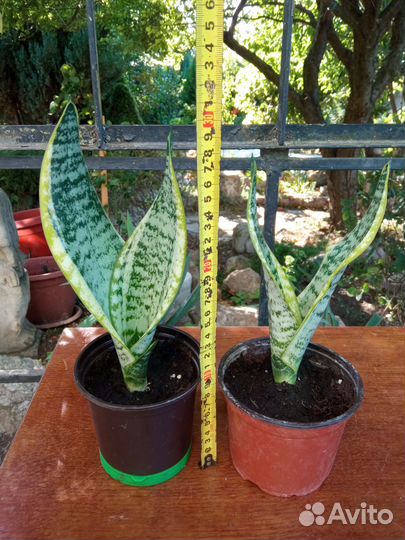 Сансевиерия Трехполосная (Тещин язык)