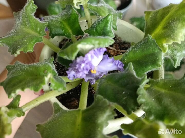 Фиалки цветущие в горшке обмен