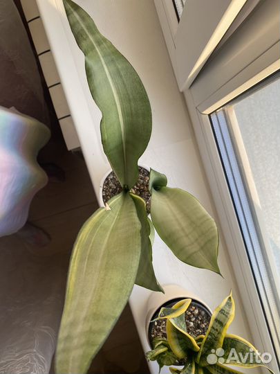 Сансевиерия муншайн вариегатный