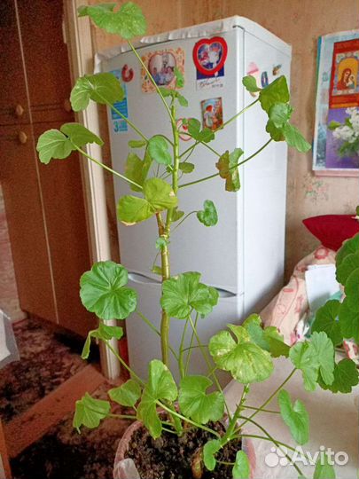 Комнатные цветы