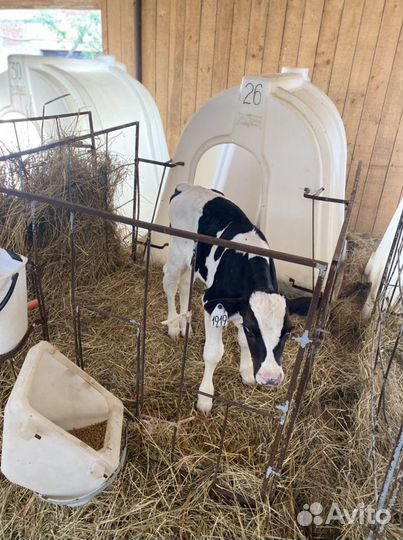 Бычки и телятки