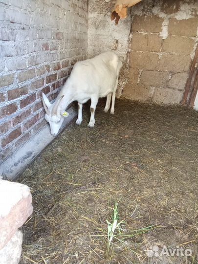 Продаются козы и козел