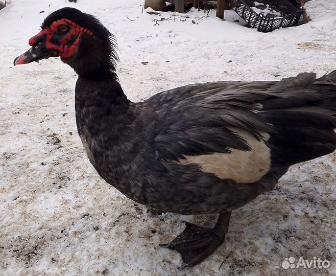 Мускусные утки тяжелые линии