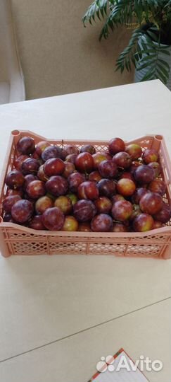 Слива лиловая, спелая, садовая