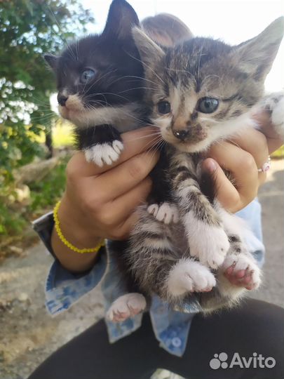 Котята