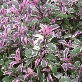 Шалфей Триколор