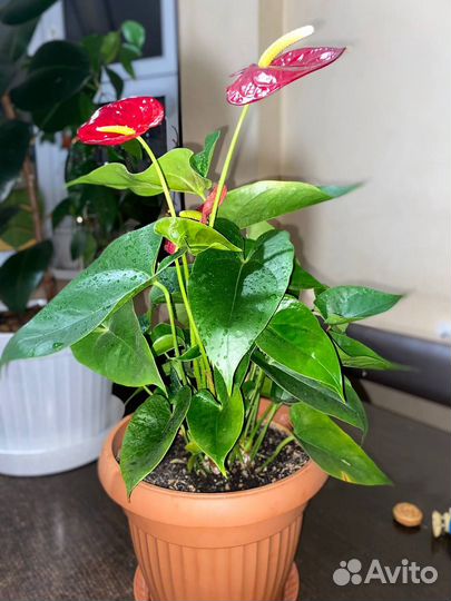 Антуриум Андре