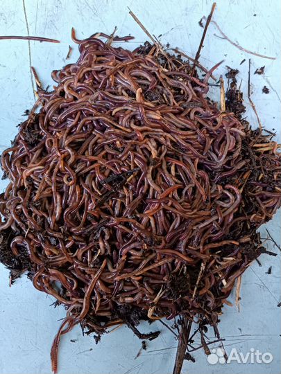 Семьи червя Старателя