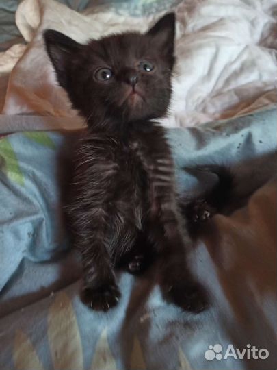 Котенок почти что плюшевый