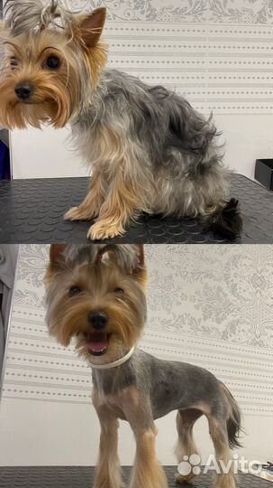 Груминг, стрижка шпица, йорк, болонка и тд