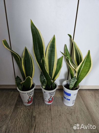 Сансевиерия Лауренти