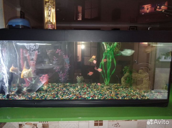 Аквариума