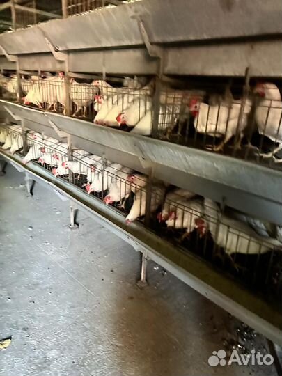Куры молодки несушки