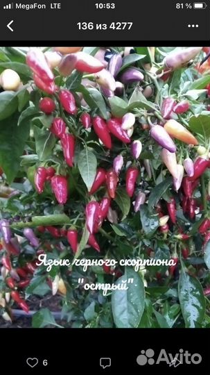 Рассада перца острого