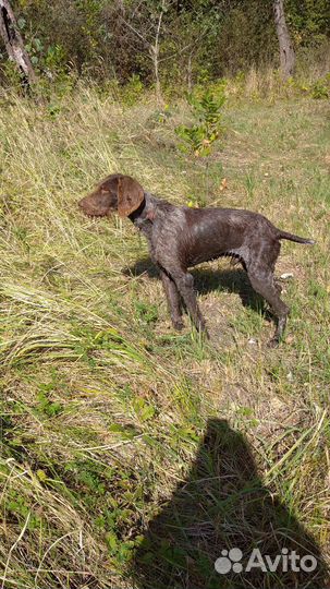 Дратхаар вязка