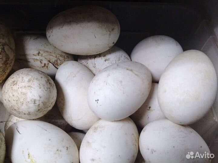 Утиные яйца гусиные яйца цесариные яйца