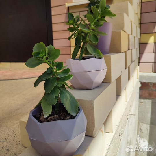 Каланхое цветущие