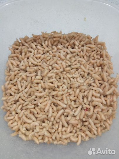 Лучший Опарыш