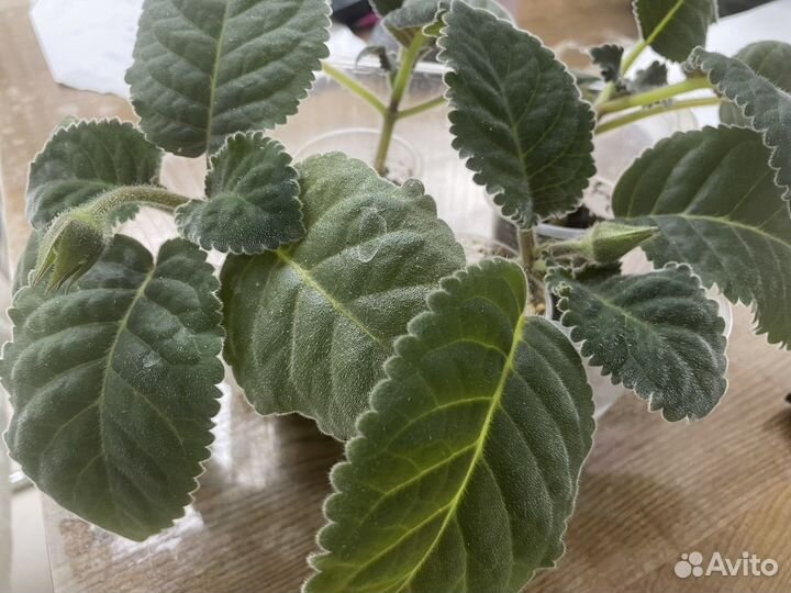 Детки глоксинии