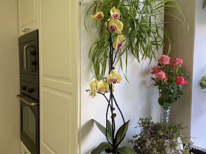 Орхидея фаленопсис