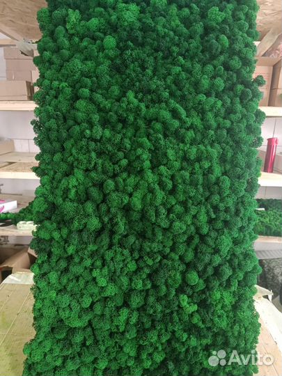 Мох стабилизированный оптом и в розницу