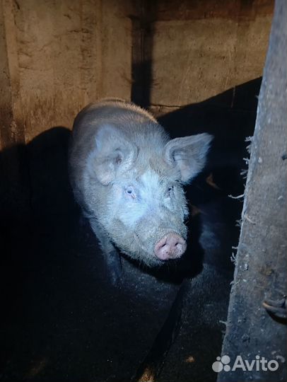 Хряк на племя