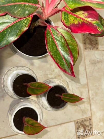 Аглаонема крит