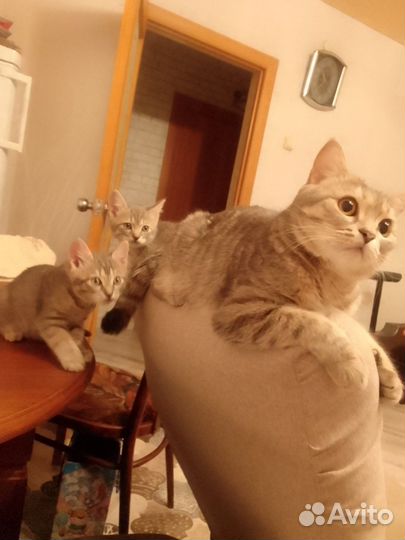 Отдам в добрые руки котят