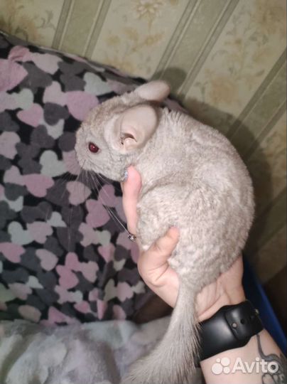 Шиншилла