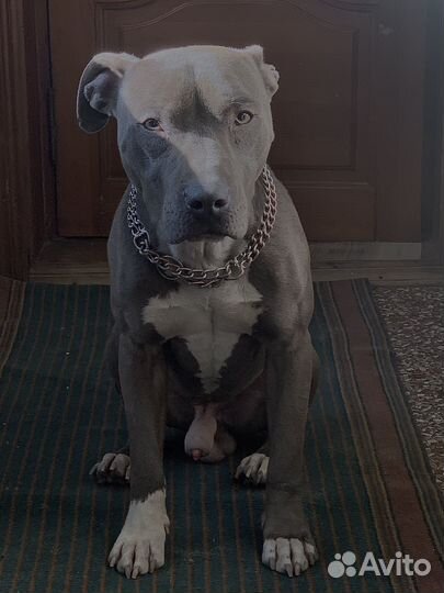 Американский питбультерьер вязка