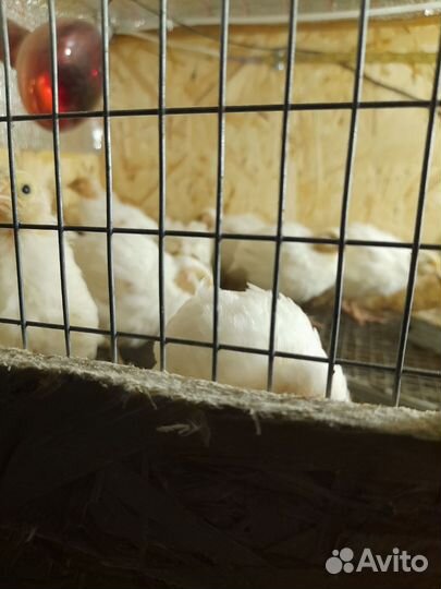 Перепела, яйца перепелиные