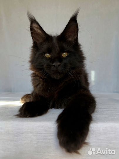 Котёнок Мейн-кун девочка